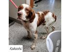 Adopt Kakashi a Brittany Spaniel