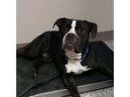Adopt Roscoe a Pit Bull Terrier