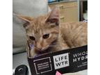 Adopt Shark Bite a Domestic Short Hair