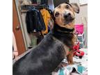 Adopt Harley a Dachshund, Beagle