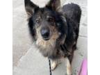Adopt Hurley a Mixed Breed