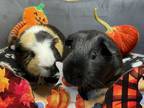 Adopt Ozzy a Guinea Pig