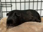 Adopt Wilbur a Guinea Pig