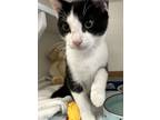 Adopt Cedric Diggery a Domestic Short Hair