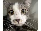 Adopt Neo a Domestic Short Hair