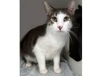 Adopt Poseidon a Domestic Short Hair