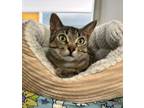 Adopt Croissant a Domestic Short Hair