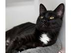 Adopt Joey a Domestic Short Hair