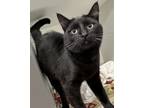 Adopt Nemo a Domestic Short Hair