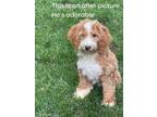 Adopt Rusty a Bernese Mountain Dog, Poodle