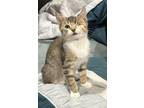Adopt Cricket KITTEN a Domestic Short Hair