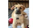 Adopt Champ Bear GCH a Shar-Pei