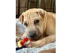 Adopt Grumpy Bear GCH a Shar-Pei