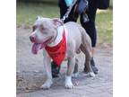 Adopt Tyson a Pit Bull Terrier