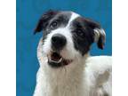 Adopt Jasper a Mixed Breed