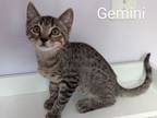 Adopt Gemini a Manx