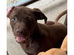 Adopt Bake a Mixed Breed