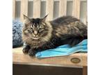 Adopt Smokey a Maine Coon, Domestic Short Hair