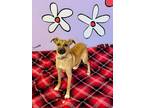 Adopt Butter Cookie a Mixed Breed
