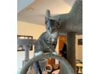 Adopt Elton a Domestic Short Hair