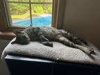 Adopt Sky a Domestic Short Hair