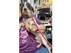 Adopt Shaggy a Lhasa Apso, Poodle