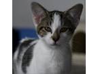 Adopt Liam a Domestic Short Hair