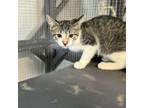 Adopt Zagreus a Domestic Short Hair