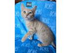 Adopt Phil a Domestic Short Hair
