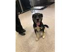 Adopt Lambert a Husky, Mixed Breed