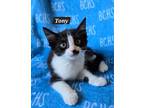 Adopt Tony - Available soon a Domestic Short Hair