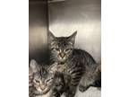 Adopt Mohawk a Domestic Short Hair