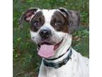 Adopt Mcflurry a Mixed Breed