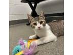 Adopt Ashmal a Domestic Short Hair