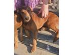 Adopt Moose a Terrier, Poodle