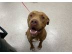 Adopt Gotti a Mixed Breed