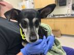 Adopt Chunks a Mixed Breed