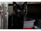 Adopt Casper a Domestic Short Hair