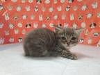 Adopt Charlie a Domestic Short Hair