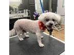 Adopt Casper a Poodle