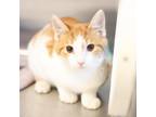 Adopt Tweety a Domestic Short Hair