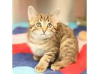 Adopt Ron McDon a Domestic Short Hair