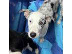 Adopt Bean Dip a Australian Shepherd