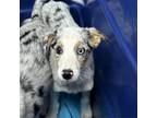 Adopt Chips a Australian Shepherd