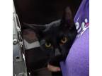 Adopt Wingo Dingo a Domestic Short Hair