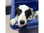 Adopt Salsa a Australian Shepherd