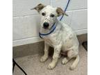 Adopt Puck a Cattle Dog