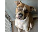 Adopt Tyson a Boxer