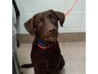 Adopt Duke a Chocolate Labrador Retriever