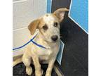 Adopt Tuck a Cattle Dog